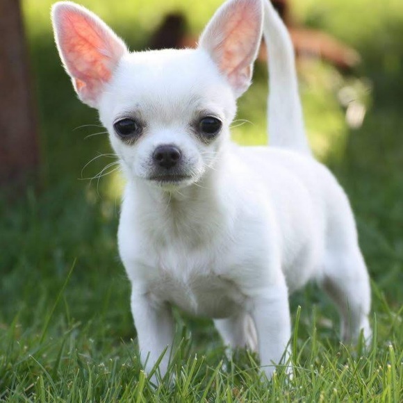 Meet your Posher, Adamaris - Picture 1 of 1